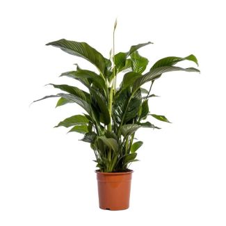 De Lepelplant of De VredesLelie, Bekend om zijn Witte Bloemen,Spathiphyllum Bellini -  Ø24cm - ↕100cm