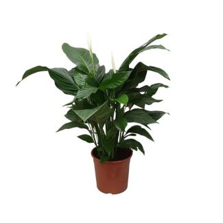 De Lepelplant of De VredesLelie, Bekend om zijn Witte Bloemen,Spathiphyllum Sweet Silvana - Ø24cm - ↕80cm