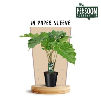 Olifantenoor, Tropische Exotische Groene Plant, Alocasia Portodora - Ø21cm - ↕75cm
