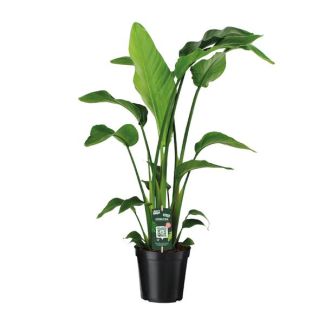 Witte Paradijsvogelplant, Tropische Groene Plant, Strelitzia Nicolai,  Ø19cm - ↕90cm