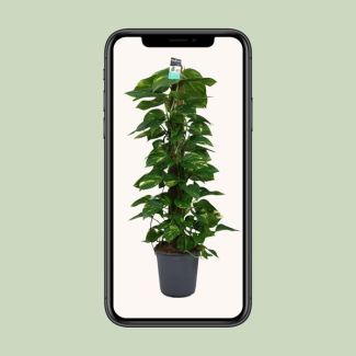 Scindapsus - Groene kamerplant - indirect zonlicht 