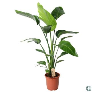 Witte Paradijsvogelplant, Tropische Groene Plant, Strelitzia Nicolai,  Ø21cm - ↕100cm