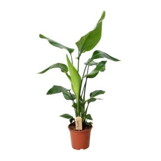 Witte Paradijsvogelplant, Tropische Groene Plant, Strelitzia Nicolai,  Ø19cm - ↕90cm
