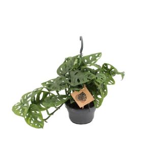 Gatenplant, Groene Kamerplant, Tropisch,  Monstera Deliciosa - Ø14cm - ↕30cm