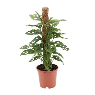 x-Gatenplant, Groene Kamerplant, Tropisch,  Monstera Deliciosa - Ø17cm - ↕60cm