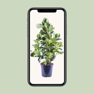 Clusia Rosea White Star ca. 95cm hoog - decoratieve plant perfect voor woonkamers