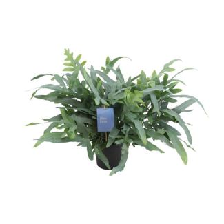 Phlebodium Aureum Blue Star - Ø17cm - ↕50cm Blue Fern   Blauwe varen