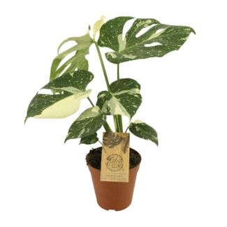 Bonte Gatenplant, Groene Kamerplant, Tropisch,  Monstera Deliciosa - Ø15cm - ↕50cm