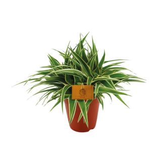 De Spinplant/ Graslelie met Bonte Bladeren, Chlorophytum Ocean - Ø15cm - ↕25cm