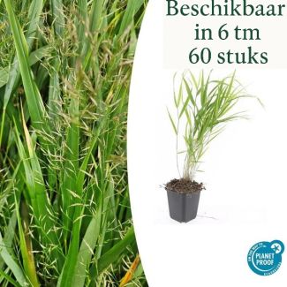 6 - 60 stuks Stuks Japans Siergras, Creme Pluimen, Hakonechloa macra - ↕10-25cm - Ø9cm