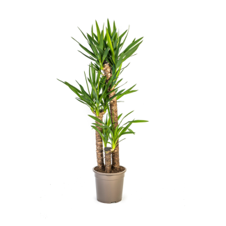 Yucca Elephantipes – Palmlelie – Sterke, onderhoudsvriendelijke kamerplant (6 maten)