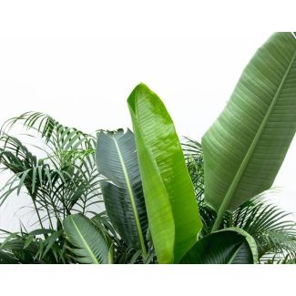 Voordeelpakket XXL - Kentia 200 cm  Strelitzia Nicolai 225 cm  Areca 200 cm