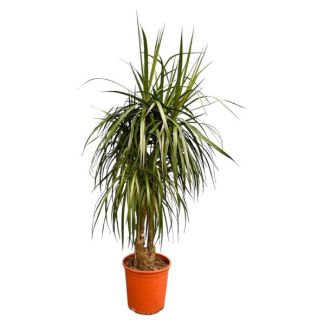 190 cm Dracaena Anita Variegata - Ideaal voor Huizen en Kantoren - Drakenbloedboom