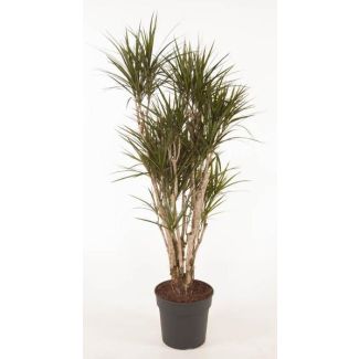 160 cm Dracaena Anita Variegata - Ideaal voor Huizen en Kantoren - Drakenbloedboom