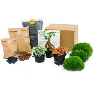 Starters & Navulpakket Ficus Bonsai