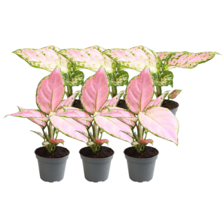 6 Stuks kleine aglaonema