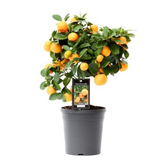 Calamondin Citrus