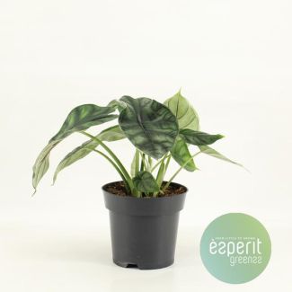 Drakenplant, Alocasia Drakenschub,  Ø14cm - ↕25cm Hoog