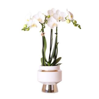 Mooie Vlinder Orchidee  amabilis, Kleur Wit, KadoTip, Le Chic Sierpot Kleur Zilver, Potmaat Ø9cm ,bloeiende kamerplant