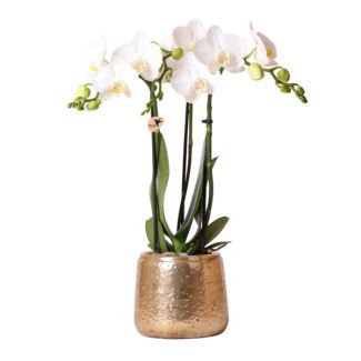 Vlinderorchidee Amabilis, in Luxury Gold Sierpot