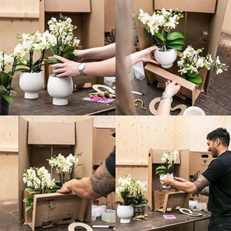 Kolibri Orchids | witte Phalaenopsis orchidee – Amabilis + Luxury sierpot gold – potmaat Ø9cm – 40cm hoog | bloeiende kamerplant in bloempot - vers van de kweker