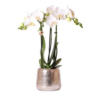 Mooie Vlinderorchidee Amabilis, Kleur Wit, + Luxury sierpot zilver,  Ø9cm, 40cm hoog
