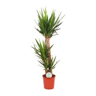 Populaire kamerplant Yucca Elephantipes 125 cm - Luchtzuiverende stamplant binnen