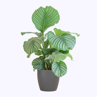 Calathea Orbifolia met Potter grijs - 65cm - Ø21