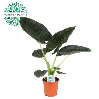 Olifantenoor, Alocasia Regal Shield, Groene Plant, Tropisch, Ø21cm - ↕90cm hoog
