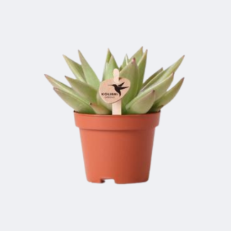 Vetplant (Succulent) Echeveria Miranda