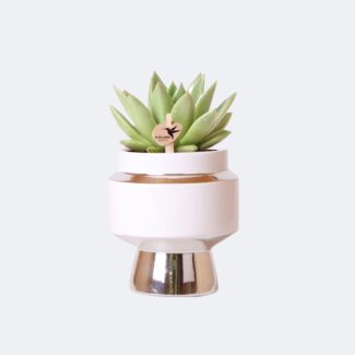 Vetplant  Echeveria Miranda in Le Chic Zilver Sierpot