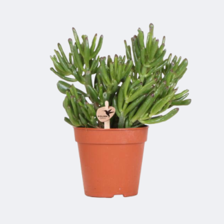 Vetplant  Jadeplant, Crassula Hobbit 