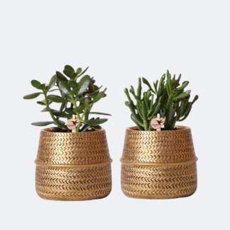 2 Stuks Vetplanten in Gouden Groove Sierpotten