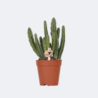 Vetplant Stapelia