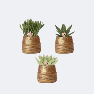 3 Stuks Vetplanten in Groove Gouden Pot