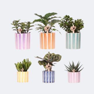 6 Stuks Vetplanten in Stripe Sierpotten