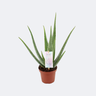 Aloe Vera 