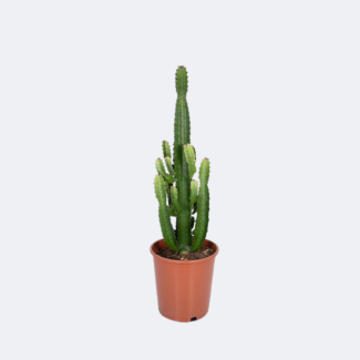 De wolfsmelkplant, Cactus