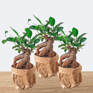 3 Stuks ficus Bonsai