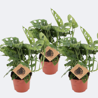 3 Stuks Gatenplant