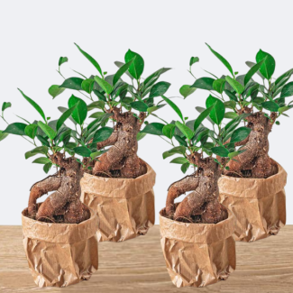 4 Stuks Ficus bonsai