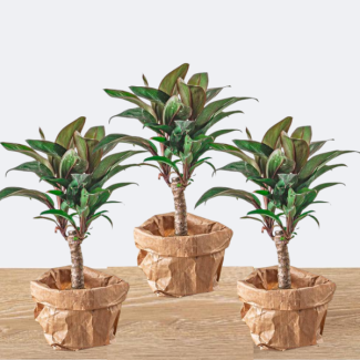 3 Stuks Mini-palm