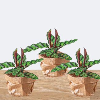 3 Stuks Pauwenplanten
