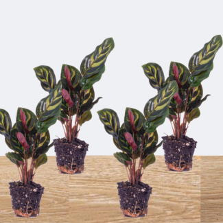 4 Stuks Pauwenplanten