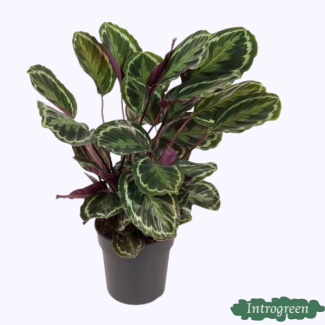 Opvallende kamerplant Calathea Medallion van ca. 80 cm, Ø24cm