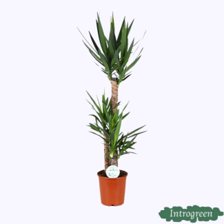 Yucca, Onderhoudsvriendelijke kamerplant 125 cm hoog - groenblijvende succulente