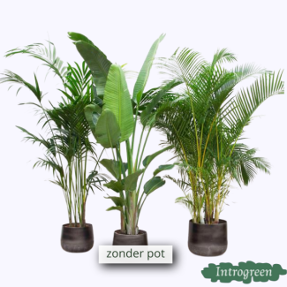Voordeelpakket XXL - Kentia 200 cm  Strelitzia Nicolai 225 cm  Areca 200 cm