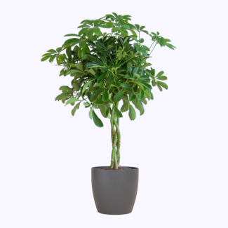 Schefflera Nora – Vingerplant 70 cm (Ø21) – Met duurzame pot of mand naar keuze