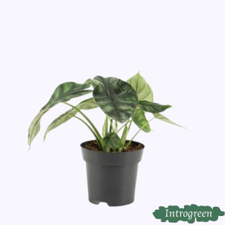 Drakenplant
