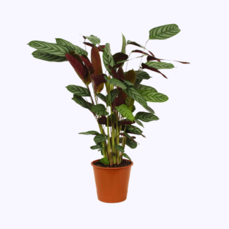 80 cm hoge Calathea Compactstar pauwenplant voor in uw woning, Ø19 cm